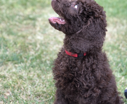 Therapy Dog Lexie